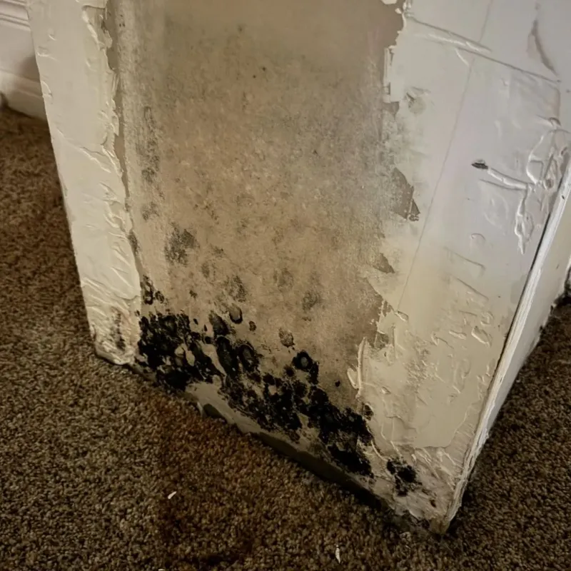 Professional Mold Removal in Carson County, TX